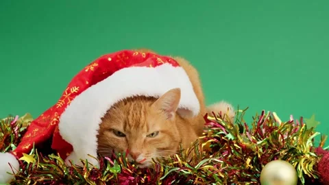 Ginger cat lying down on green background in Santa Hat next to Christmas Stock Footage 294490932
