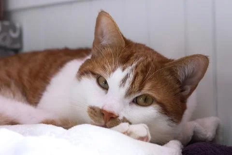 A ginger cat is lying down with its head on its paws. With a thoughtful expre Stock Photos