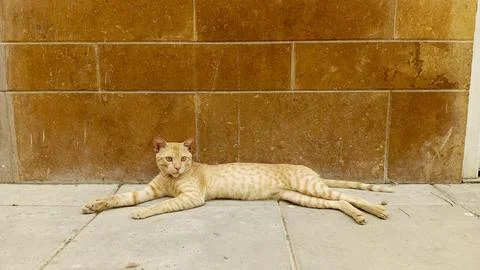 Ginger cat lying down outdoors near terracotta brick wall stock photo Stock Photos