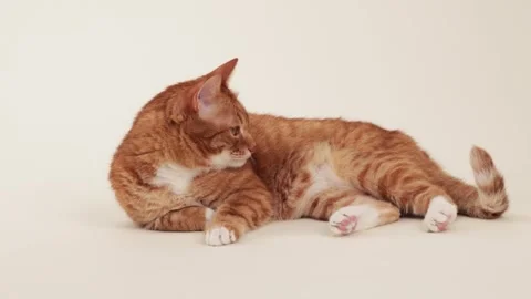 Ginger cat lying down with relaxed posture Stock Footage 318230216