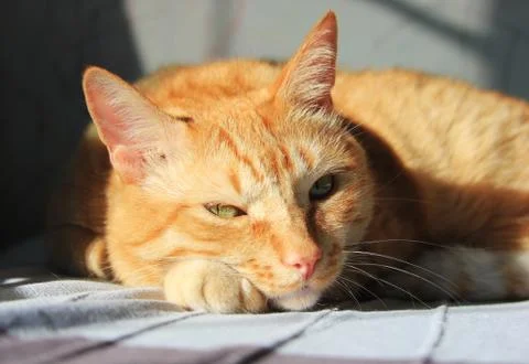 The ginger cat lying down on the sun Stock Photos