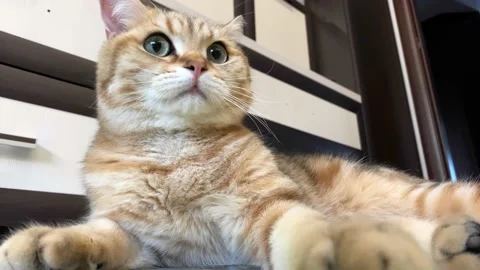 Ginger cat lying on floor and turning head. Stock Footage 195312819