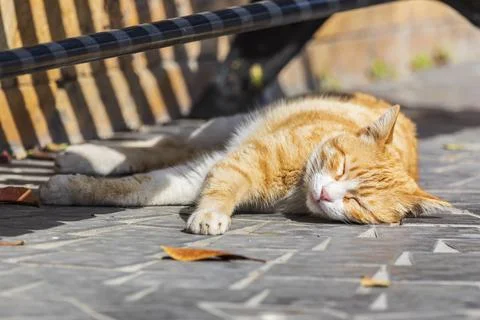 Ginger cat lying on the floor and basking in the sun Stock Photos