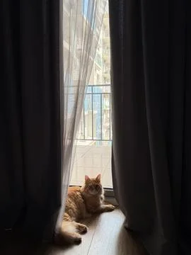 A ginger cat is lying on the floor behind a semi-transparent curtain Stock Photos