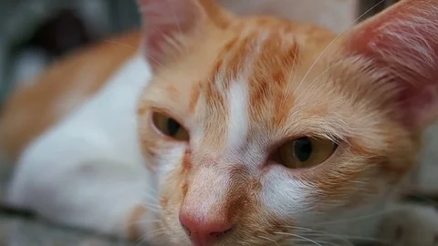 Ginger cat lying on floor. Stock Footage 121436784