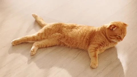 The ginger cat is lying on the floor Stock Footage 266990174