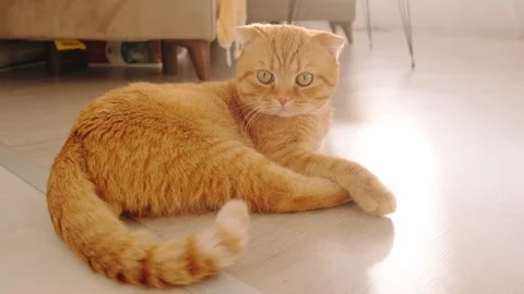 The ginger cat is lying on the floor Stock Footage 266990270