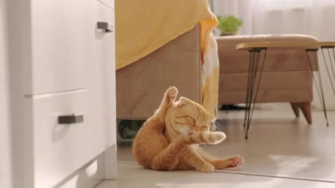 The ginger cat is lying on the floor Stock Footage 266990289