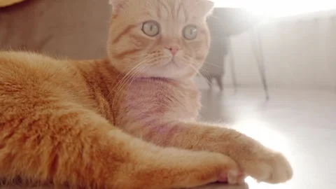 The ginger cat is lying on the floor Stock Footage 266990366