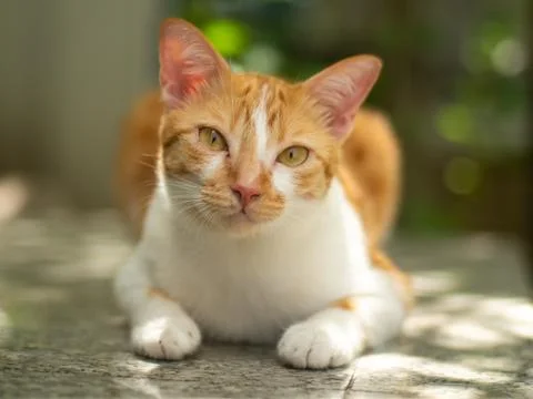 Ginger cat lying on floor. Stock Photos