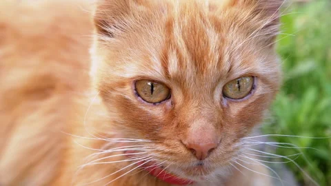 Ginger Cat Lying on Grass Stock Footage 293154338