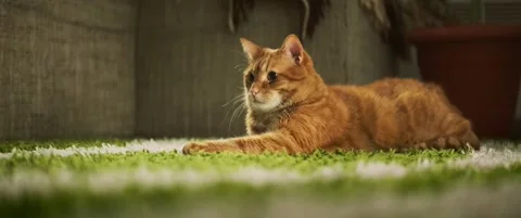Ginger cat lying on a green carpet Stock Footage 317895682