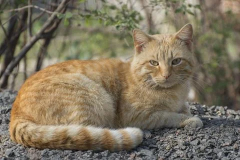A ginger cat is lying in a ground and looking at the camera. Street stray cat Stock Photos