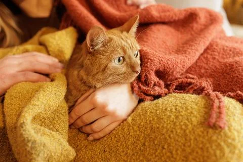 Ginger cat lying on lap under blanket being gently held indoor pet care conce Stock Photos