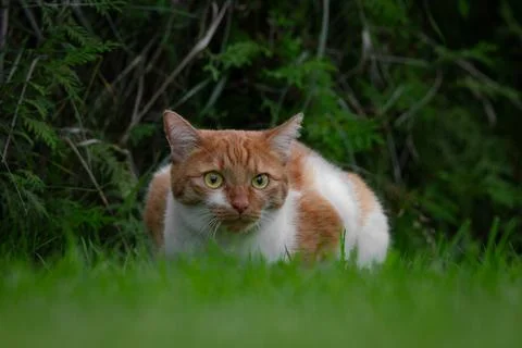 Ginger Cat Lying Low in Grass, Eyes Locked in Focus Stock Photos