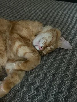 A ginger cat is lying on a patterned fabric surface with its eyes closed 스톡 사진