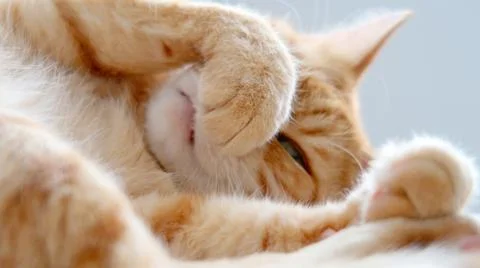 Ginger cat lying with paw on his nose. Cute cat with green eyes. At the veter Stock Photos