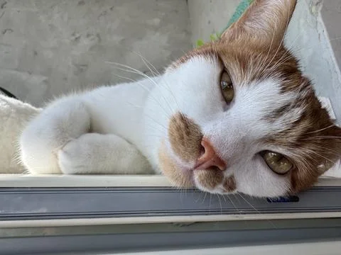 A ginger cat is lying on the refrigerator, with a lazy gaze directed at the c Stock Photos