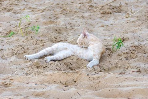 Ginger cat lying on the sand caring for its fur, selective focus Stock Photos