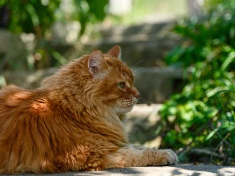 Ginger cat lying in the shadow outdoors Stock Photos