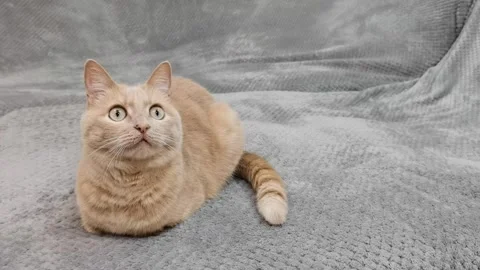 The ginger cat is lying on the sofa , looking up and wiggling his tail Stock Footage 242388934