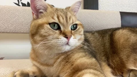 Ginger cat lying on sofa. Red British Stock Footage 195310221