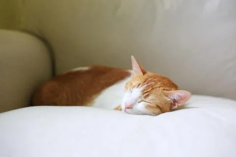 Ginger cat lying on the sofa sofa king Stock Photos