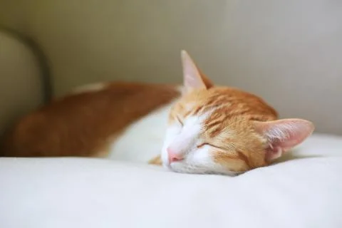 Ginger cat lying on the sofa sofa king Stock Photos