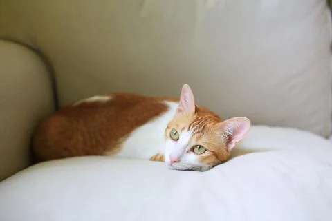 Ginger cat lying on the sofa sofa king Stock Photos