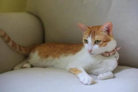 Ginger cat lying on the sofa sofa king Stock Photos