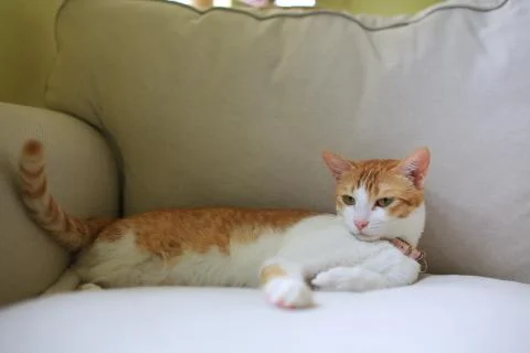Ginger cat lying on the sofa sofa king Stock Photos