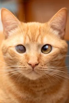 Ginger cat lying on a stool at home Stock Photos