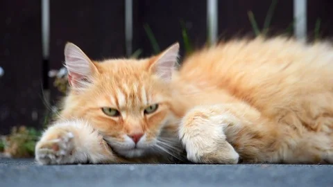 Ginger cat lying on the street. Stock-Footage 94876467