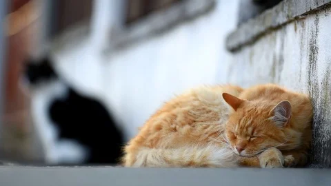 Ginger cat lying on the street. Stock-Footage 94876476