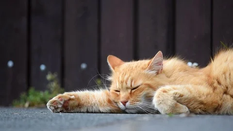 Ginger cat lying on the street. Stock Footage 94876488