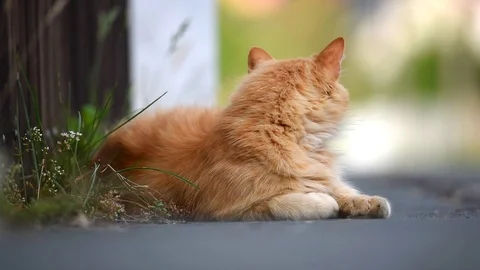 Ginger cat lying on the street. Stock-Footage 94876494