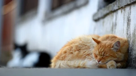 Ginger cat lying on the street. Stock-Footage 94876504