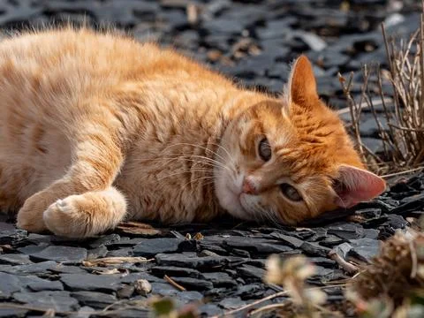 Ginger cat lying in the sun on the stones in the garden Stock Photos