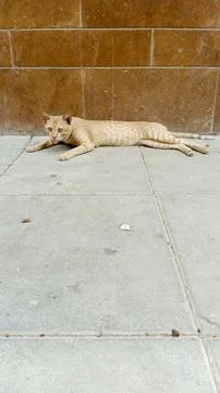Ginger cat lying on tiled floor near brick wall stock photo resting Foto stock