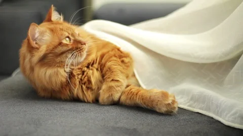 Ginger Cat Lying Under Curtain Video stock 96247238