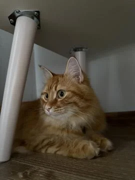 A ginger cat is lying under a table on a wooden floor, looking alert Foto stock