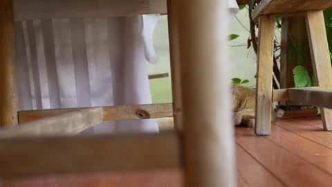 Ginger cat lying under a wooden table and licking its paw Stock Footage 340662019