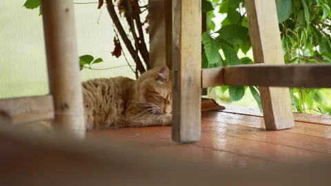 Ginger cat lying under a wooden table and licking its paw Stock Footage 340663753