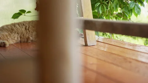 Ginger cat lying under a wooden table and licking its paw 库存影片 340664302
