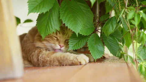 Ginger cat lying under a wooden table and licking its paw Stock Footage 340665078