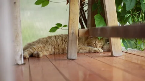 Ginger cat lying under a wooden table and licking its paw Stock Footage 340665548