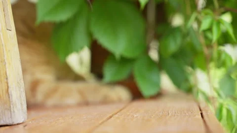 Ginger cat lying under a wooden table and licking its paw 库存影片 340665706