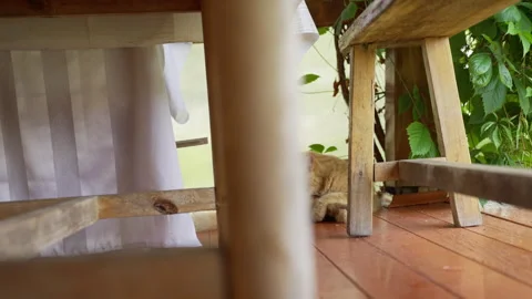 Ginger cat lying under a wooden table and licking its paw Stock Footage 340688908