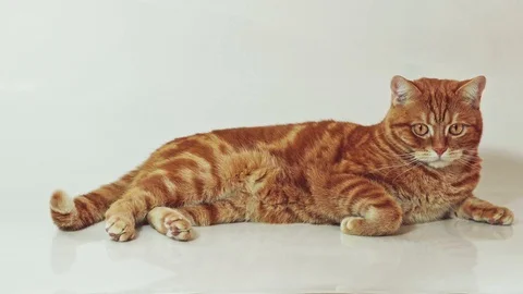 Ginger cat lying on white background looking at camera Stock Footage 98490805
