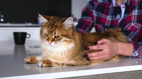 Ginger cat is lying on the white table. Girl is stroking him. Close up. Stock Footage 62018497